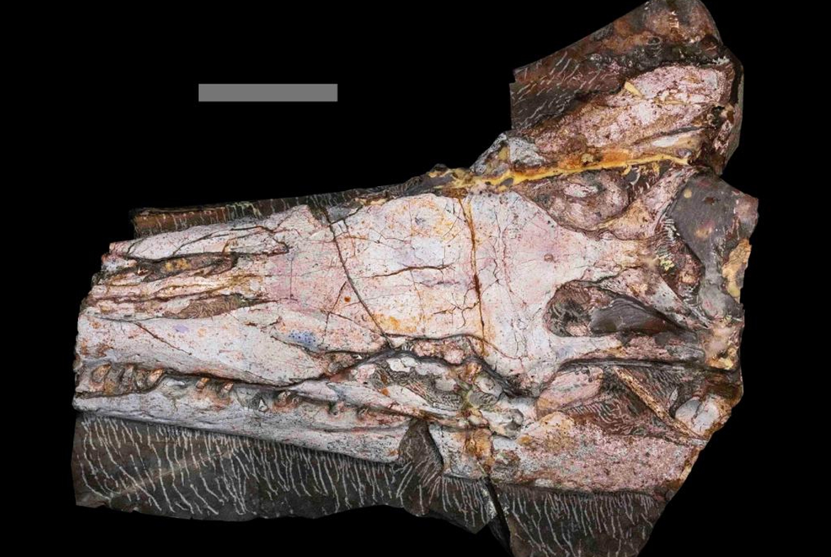 Descubren una nueva especie de un dinosaurio marino en Nuevo León